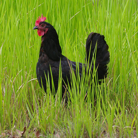 huhn huhn